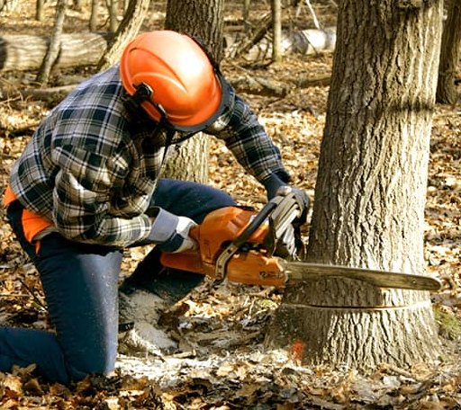 Tree Removal in Worden, IL